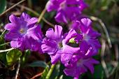 06_primula glaucescens_Primula glaucescente